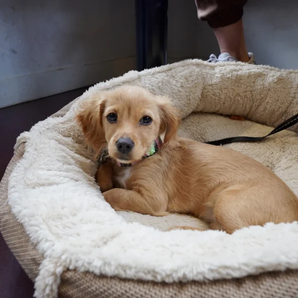 Cozy Donut Dog Bed — Pet Supplies at Peasley Store