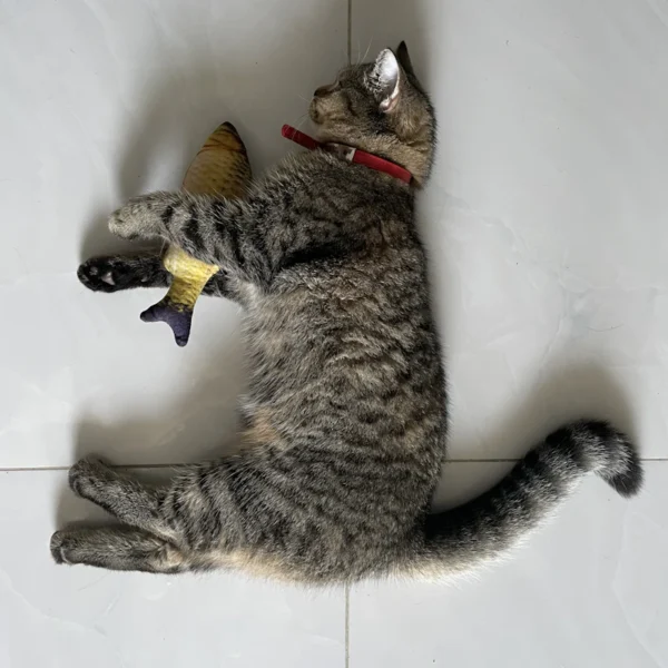 Feather Wand Cat Toy Set — Pet Supplies at Peasley Store