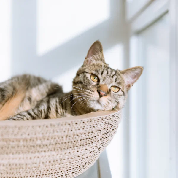 Plush Cat Cave Bed — Pet Supplies at Peasley Store