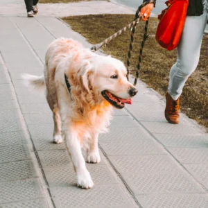 Reflective Dog Leash 6 ft — Pet Supplies at Peasley Store